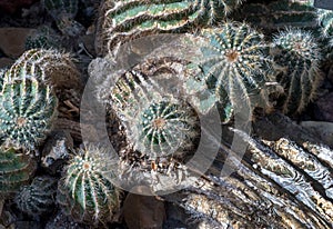 Brazilian ball cactus with spikes