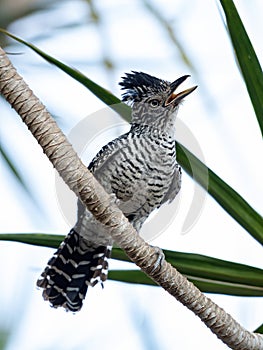 Barred Antshrike photo