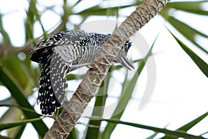 Barred Antshrike photo