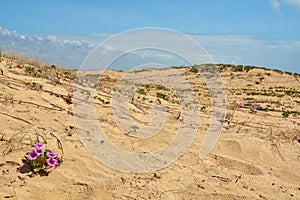 The brazilian beach Orla de Atalaia in the capital,Aracaju,Sergipe