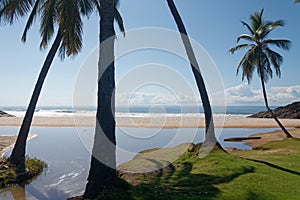 Brazilian beach with palm trees