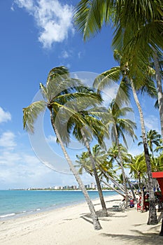 Brazilian Beach Palm Trees Maceio Nordeste Brazil photo