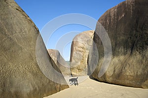 Brazilian Beach at Trindade Paraty Brazil with Dog photo