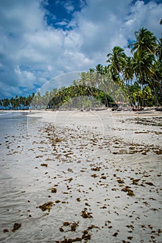 Brazilian Beaches-beach of Carneiros, Pernambuco