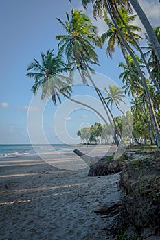 Brazilian Beaches-beach of Carneiros, Pernambuco