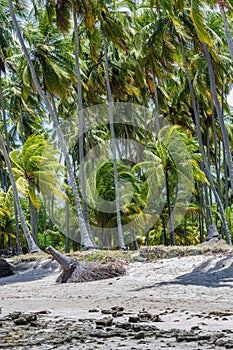 Brazilian Beaches-beach of Carneiros, Pernambuco