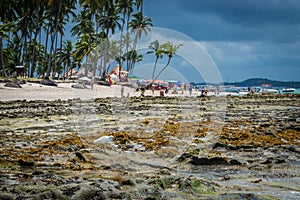 Brazilian Beaches-beach of Carneiros, Pernambuco