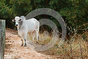 Brazilian beef cattle bull - nellore, white cow photo