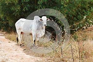 Brazilian beef cattle bull - nellore, white cow photo