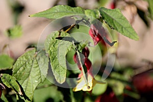 Brazilian Bellflower, Trailing Abutilon, abutilon megapotamicum