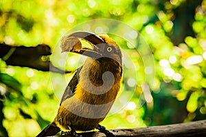 Brazilian bird, banana acari photo