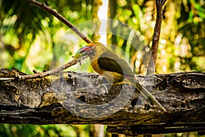 Brazilian bird, banana acari photo