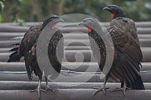 Brazilian bird called jacutinga that poops selected coffee beans