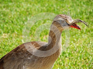 Brazilian bird Cariama cristata