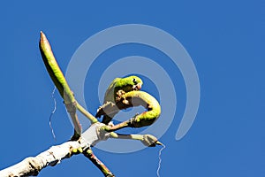 Brazilian bird Maritaca - Pionus maximiliani - feeding on fruit on tree