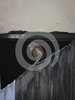 Brazilian bird sparrow photo