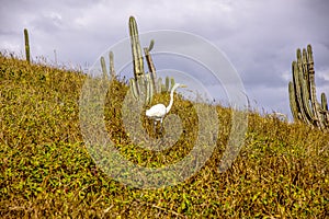 Brazilian birds outdoors