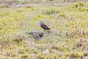 Brazilian birds outdoors