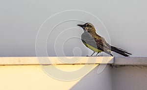 Brazilian birds outdoors