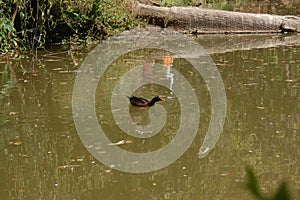 Brazilian black duck in a pond.