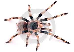 The Brazilian Black and White Tarantula