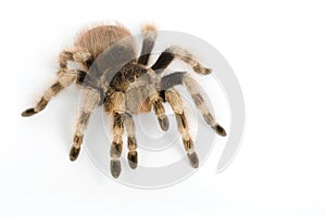 Brazilian Black and White Tarantula