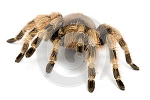 Brazilian Black and White Tarantula