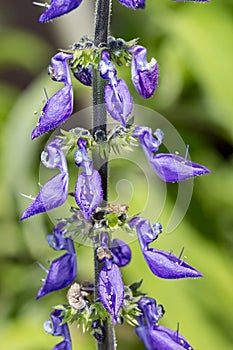 Brazilian boldo flower - Plectranthus barbatus flower