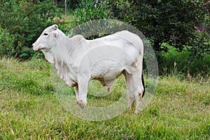 Brazilian breed Nellore beef cattle bull in green grass photo