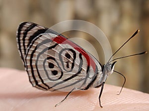 Brazilian butterfly