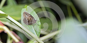 Brazilian butterfly sighted in remnant of the Atlantic Rainforest