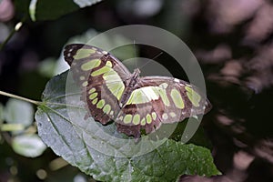 Brazilian butterfly sighted in remnant of the Atlantic Rainforest
