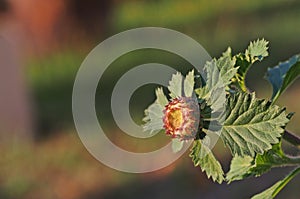 Brazilian button flower, Centratherum, Larkdaisy; flower