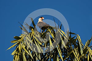 Brazilian carcara (caracara plancus) photo