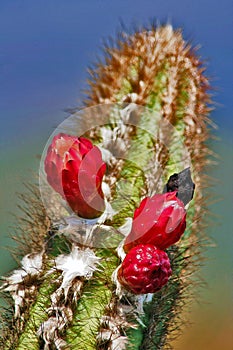 Brazilian Cerrado Cactus Flower photo
