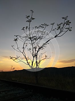 Brazilian cerrado photo