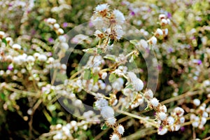 A Brazilian cerrado`s flowers photo