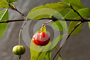 Brazilian cherry or pitanga on brouwn background photo