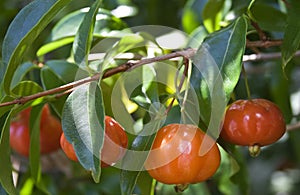 Brazilian Cherry (Pitanga) on Tree photo