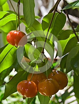 Brazilian Cherry (Pitanga) on Tree photo