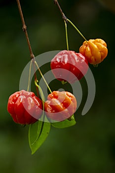 Brazilian cherry on tree Eugenia uniflora
