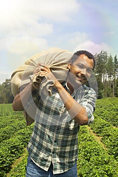 Brazilian coffee farmer at coffee plantation