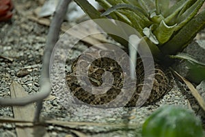 Brazilian Common Lancehead Viper