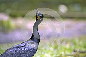 Brazilian cormorant, bird very common in Brazilian lakes