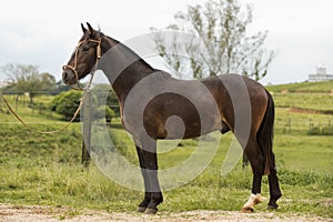 Brazilian Creole horse