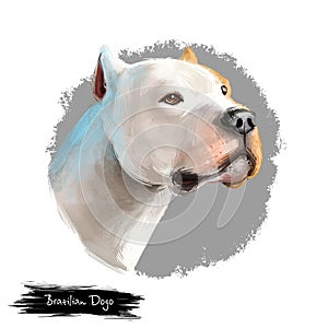 Brazilian Dogo dog breed isolated on white digital art illustration. Brazilian Dogge Molosser-type working dog originating Brazil