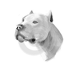 Brazilian Dogo dog breed isolated on white digital art illustration. Brazilian Dogge Molosser-type working dog originating Brazil