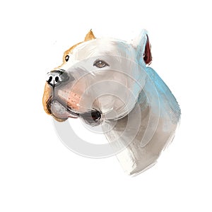 Brazilian Dogo dog breed isolated on white digital art illustration. Brazilian Dogge Molosser-type working dog originating Brazil photo