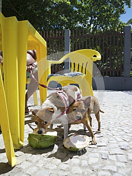 Brazilian Dogs Eating Coconut Rio de Janeiro Brazil photo