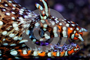 Brazilian Dragon Moray